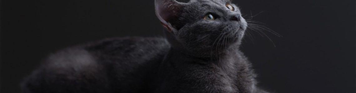 Aktif Karbonlu Kedi Kumu Hakkında Bilmeniz Gerekenler