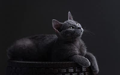 Aktif Karbonlu Kedi Kumu Hakkında Bilmeniz Gerekenler