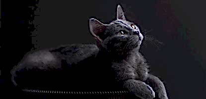 Aktif Karbonlu Kedi Kumu Hakkında Bilmeniz Gerekenler