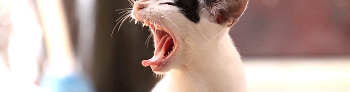 Kediler Ağız ve Diş Sağlığı Kediler Ağız ve Diş Sağlığı