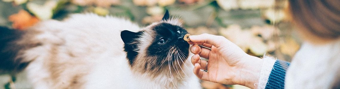 Pro Plan Kedi Maması Nasıldır?