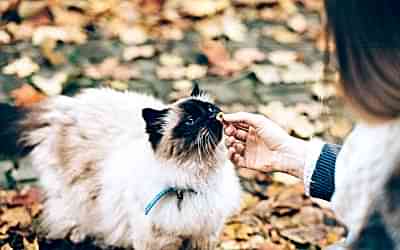 Pro Plan Kedi Maması Nasıldır?