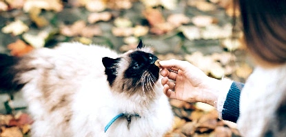 Pro Plan Kedi Maması Nasıldır?