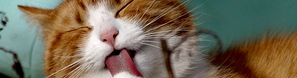 Topaklanan Kedi Kumu Nedir?