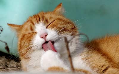 Topaklanan Kedi Kumu Nedir?